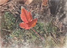 Autumn